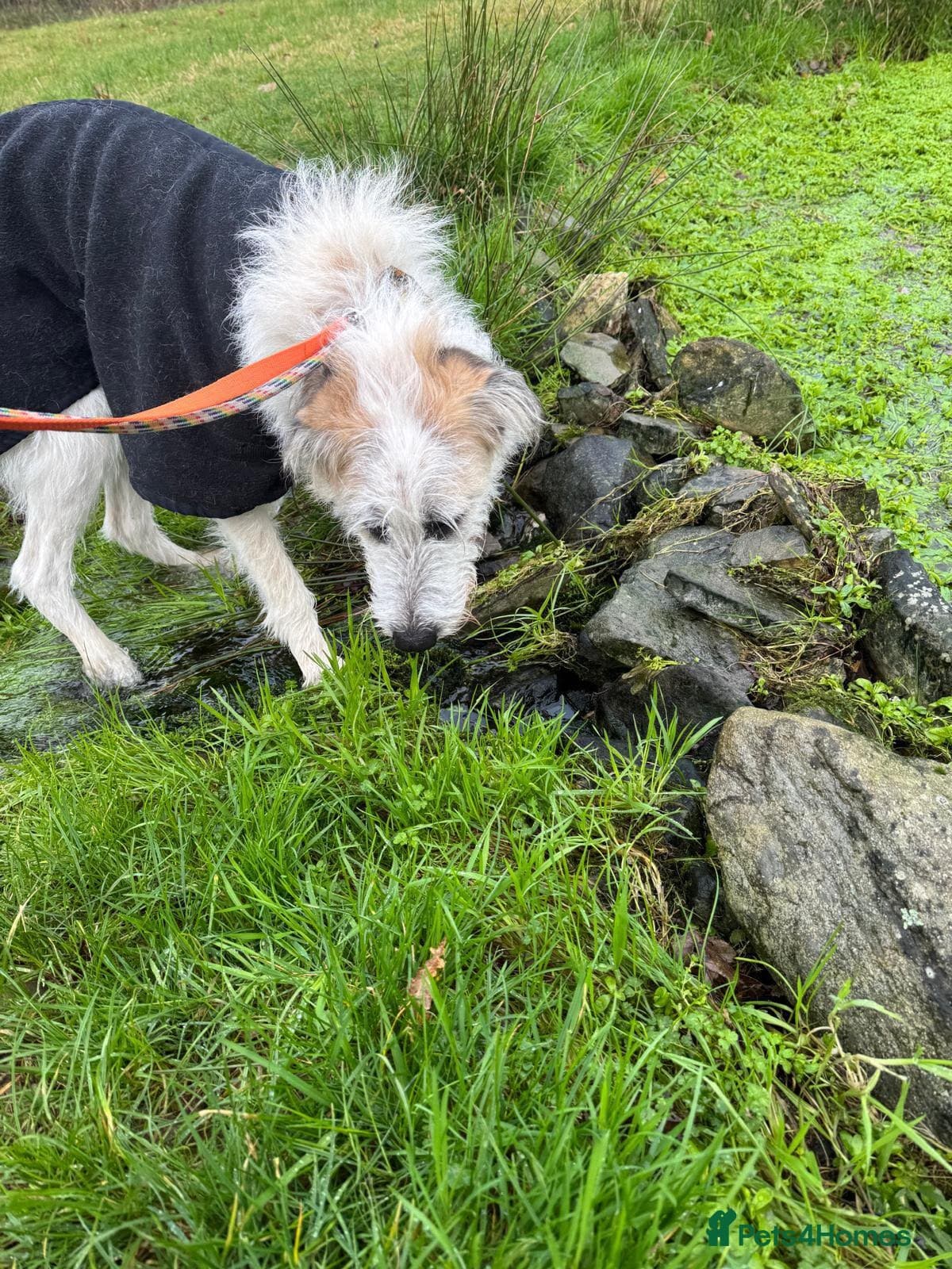 KALLIE- 18 months, loves dogs/playful/active/rural photo 27