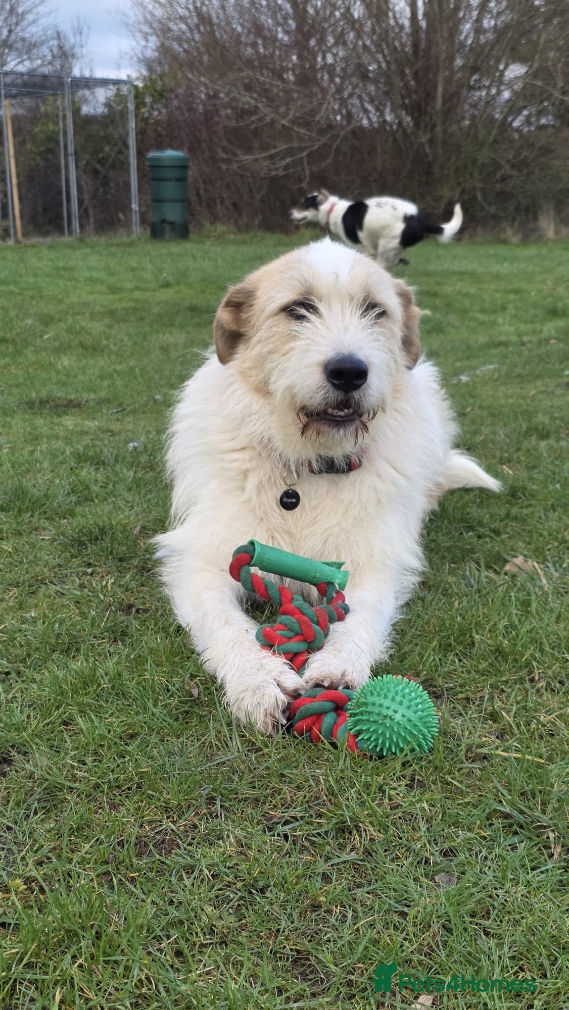 Hershey & Harley 💙 still Waiting photo 12