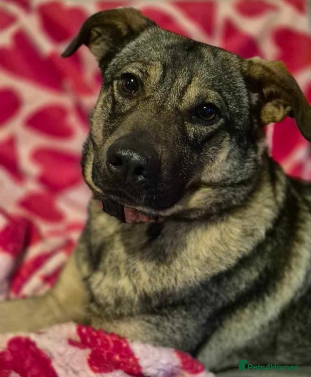 Luna ๐พ๐ photo 24