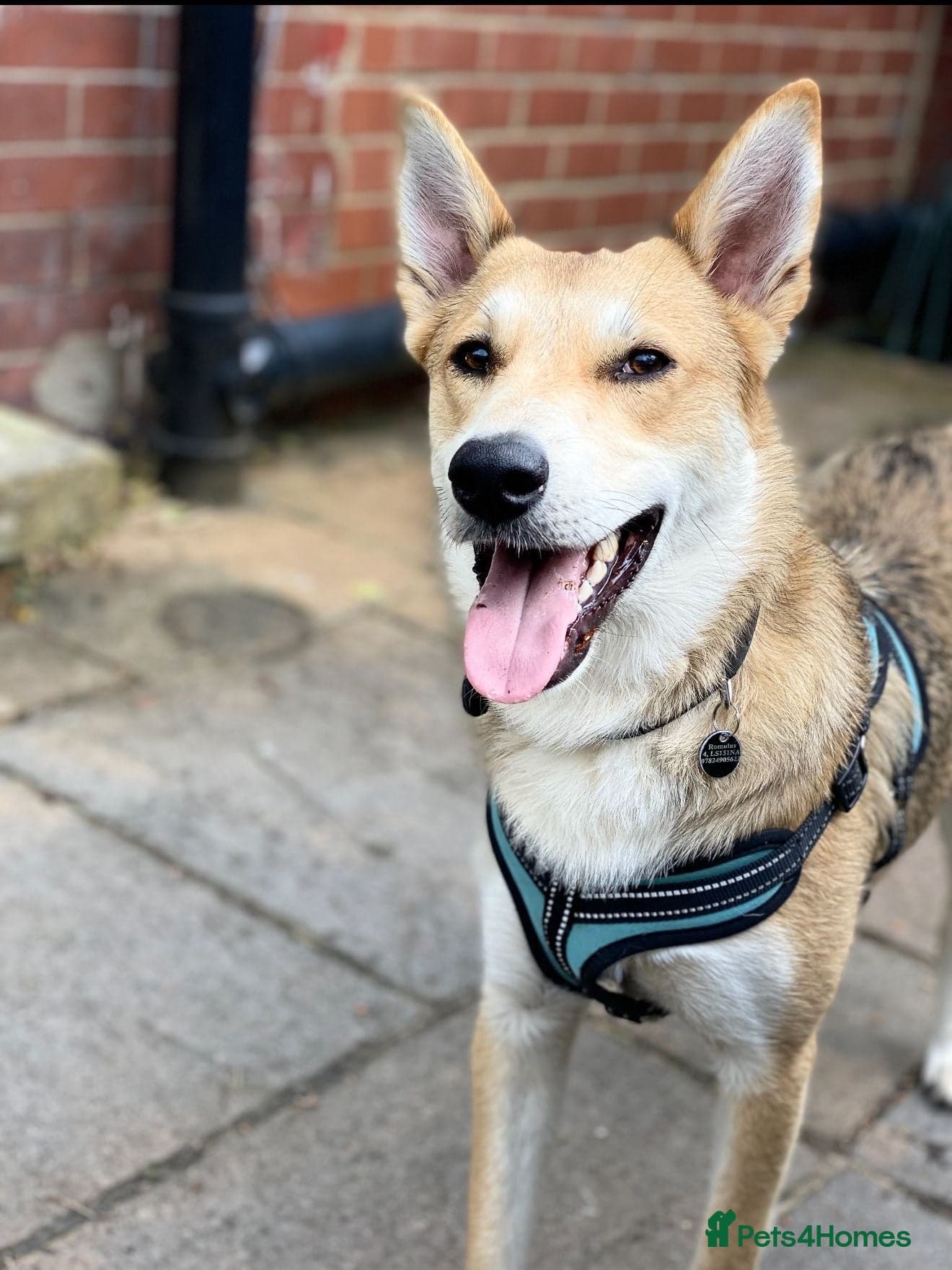 Handsome Rom photo 8