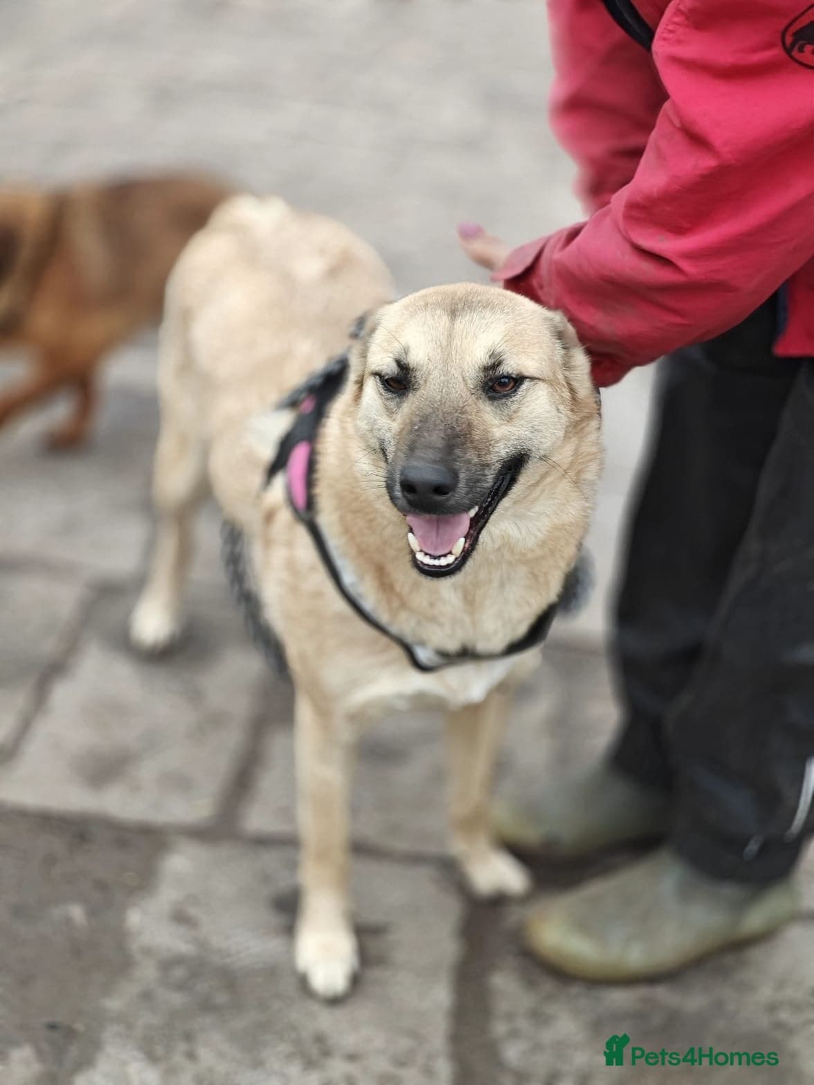 ️🐶 stacy photo 8