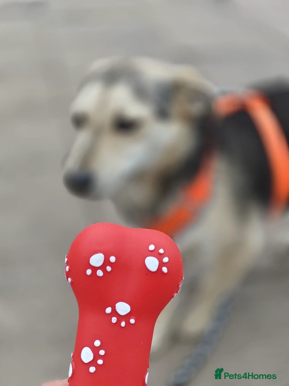 ️🐶 maree photo 18