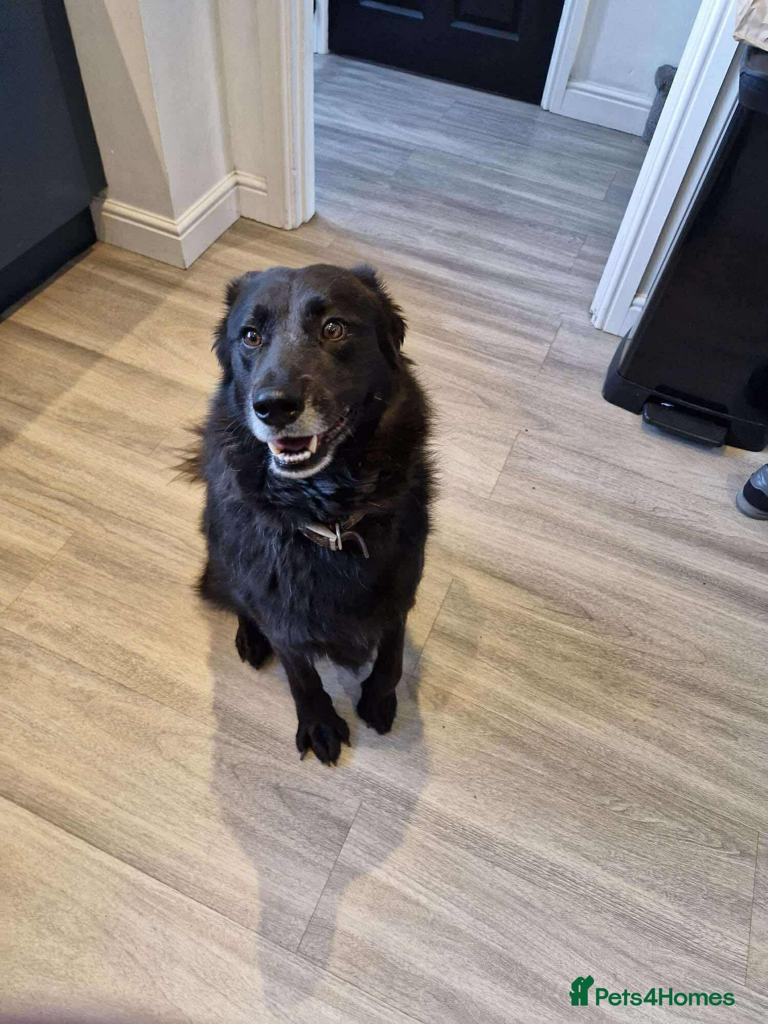 Meet Bear, currently residing in Staffordshire photo 6