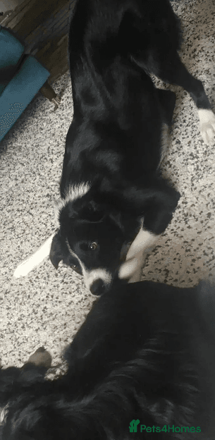 Reyna — Border Collie