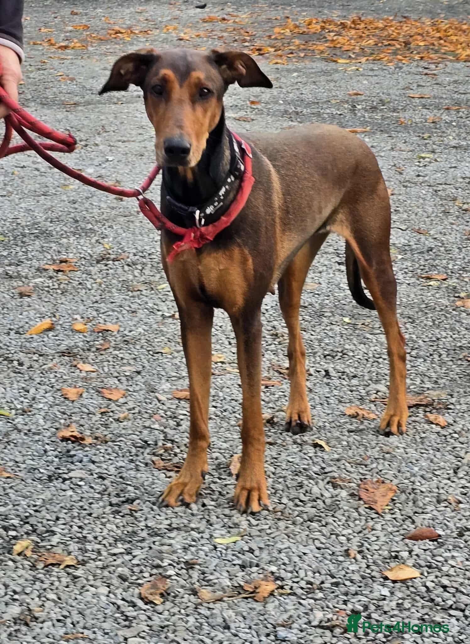 BONNIE ๐ Playful, Loving Girl photo 2