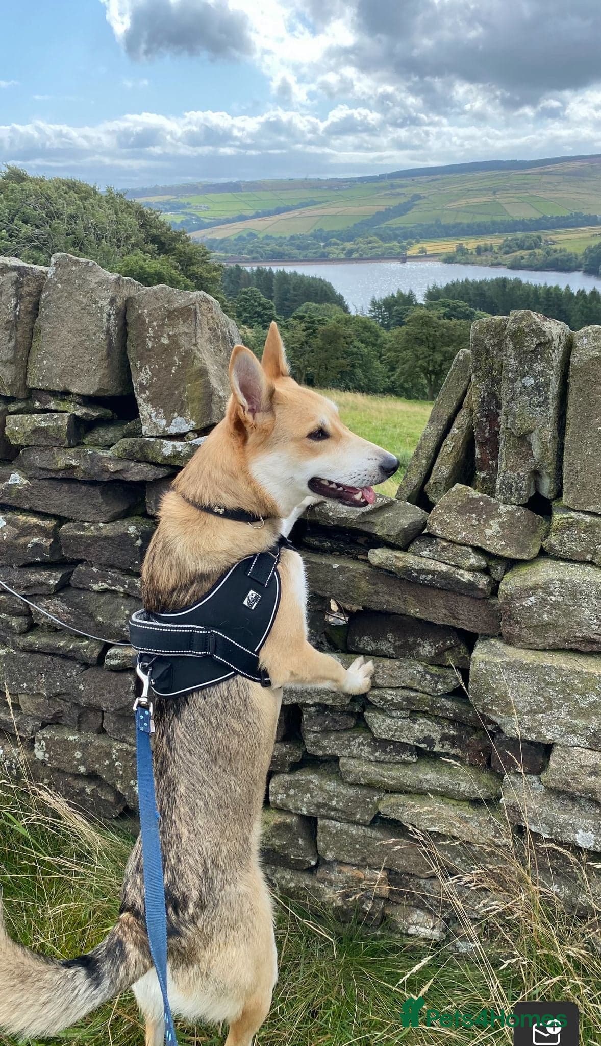 Handsome Rom — Mixed Breed