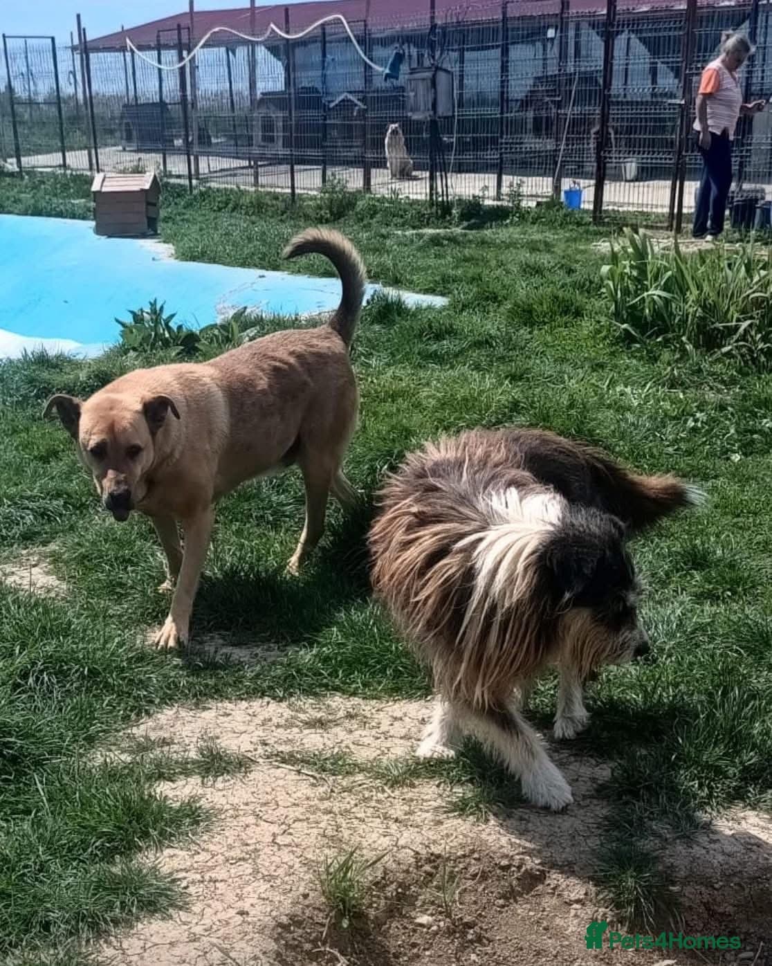 Thor - Dereham Norfolk photo 5