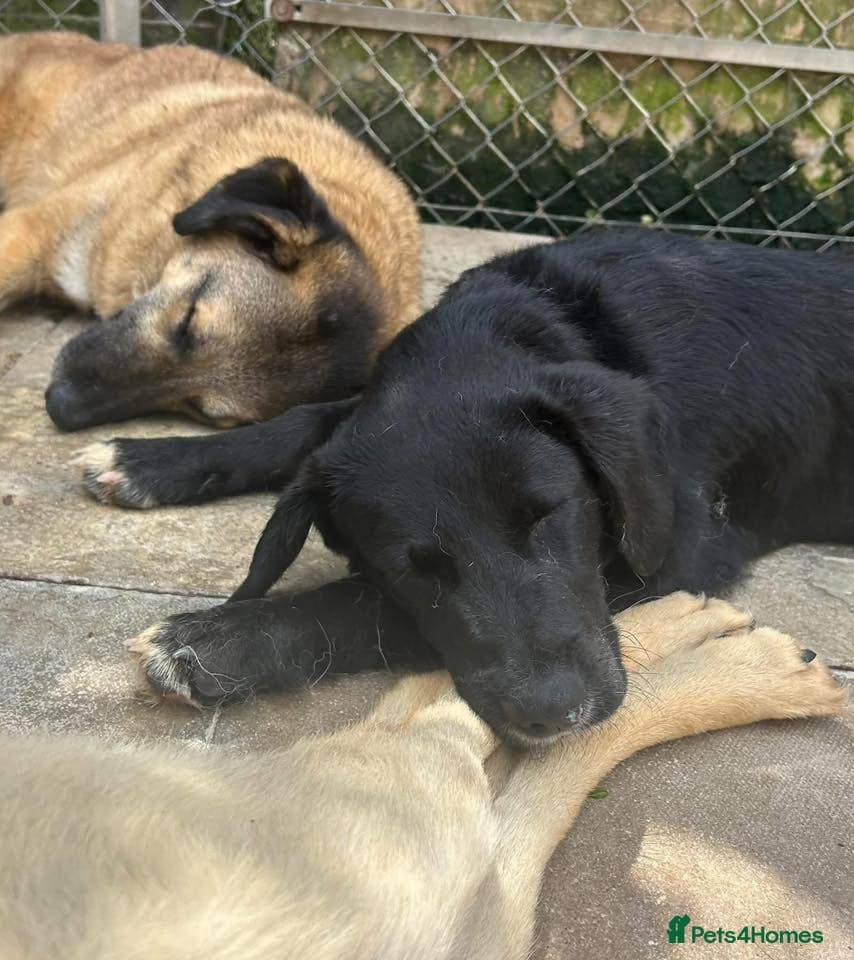 Barney - Norwich norfolk photo 27