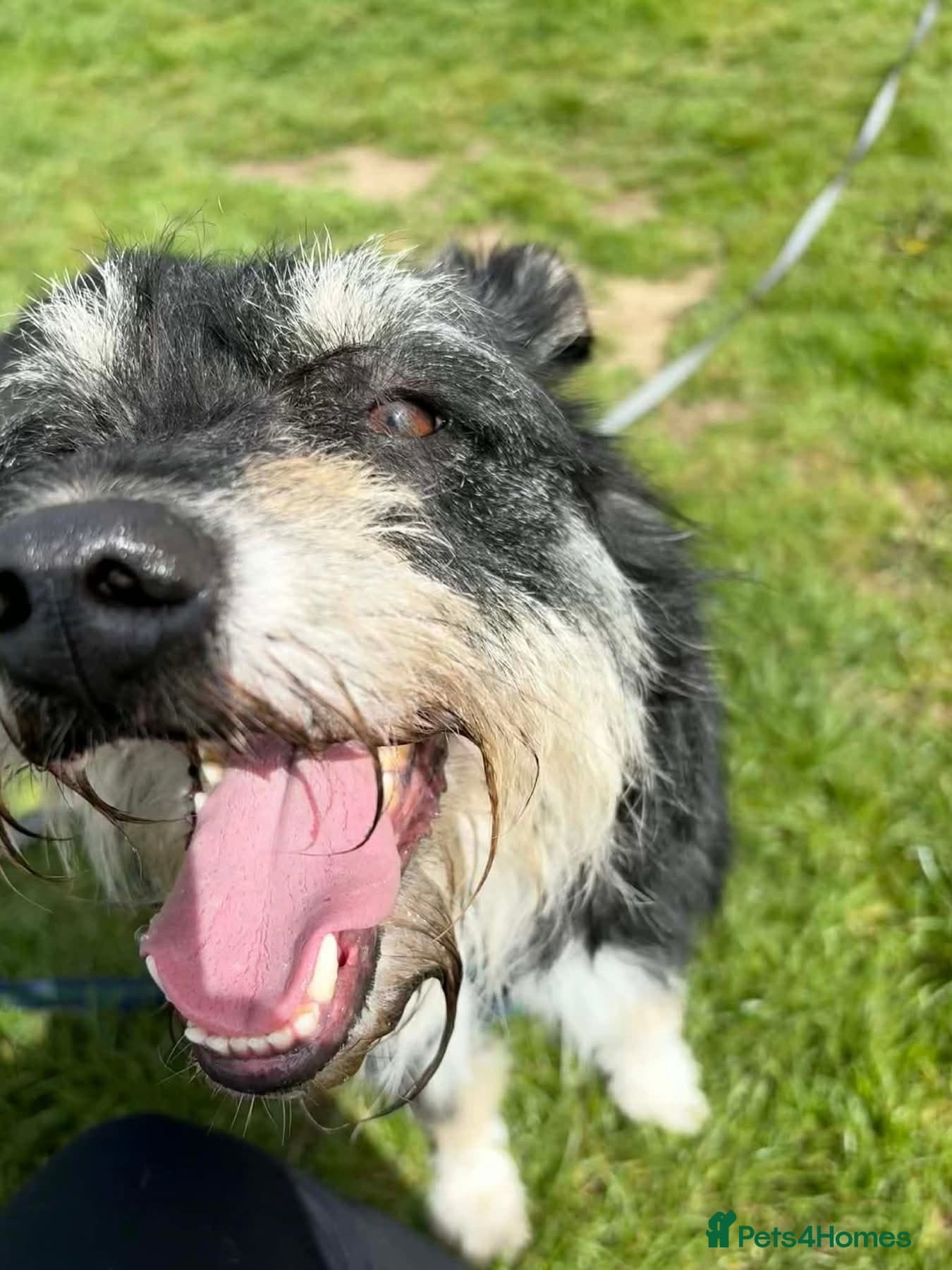 Mabel - Badersfield Norfolk photo 10