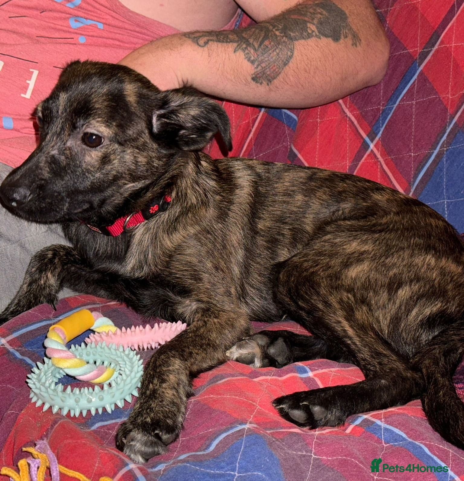 Urgent: 💙milo💙 — Mixed Breed