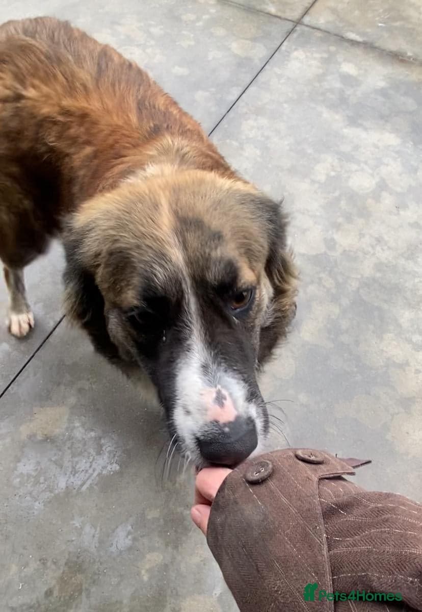 Kiki, 6 yrs approx. photo 5