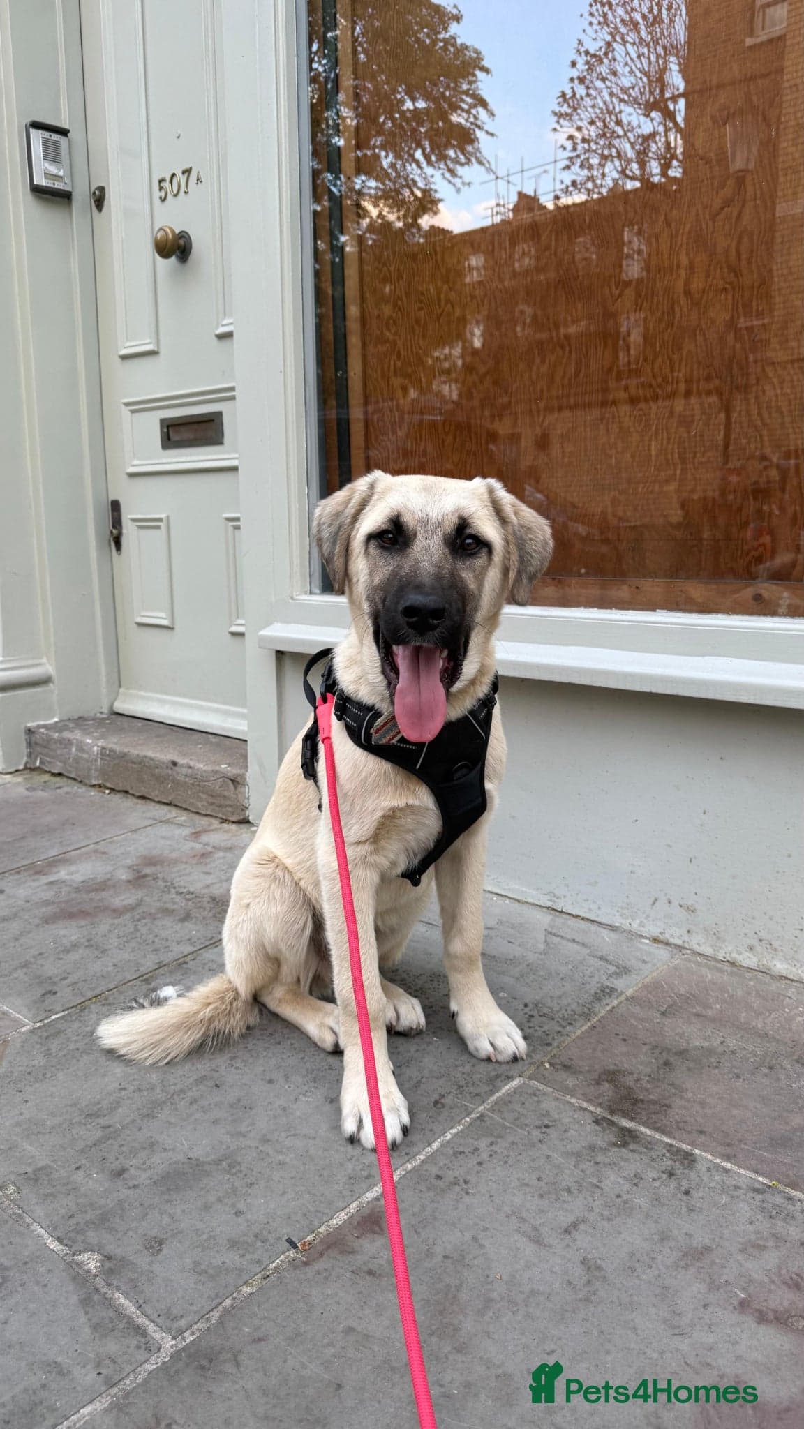 Dobby — Anatolian Shepherd