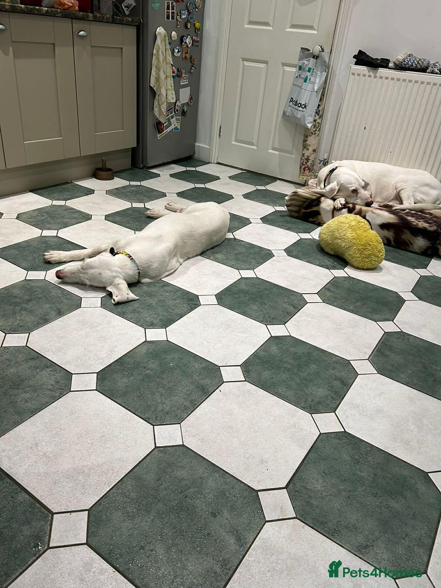 Tuna - lovely Griffon — Mixed Breed