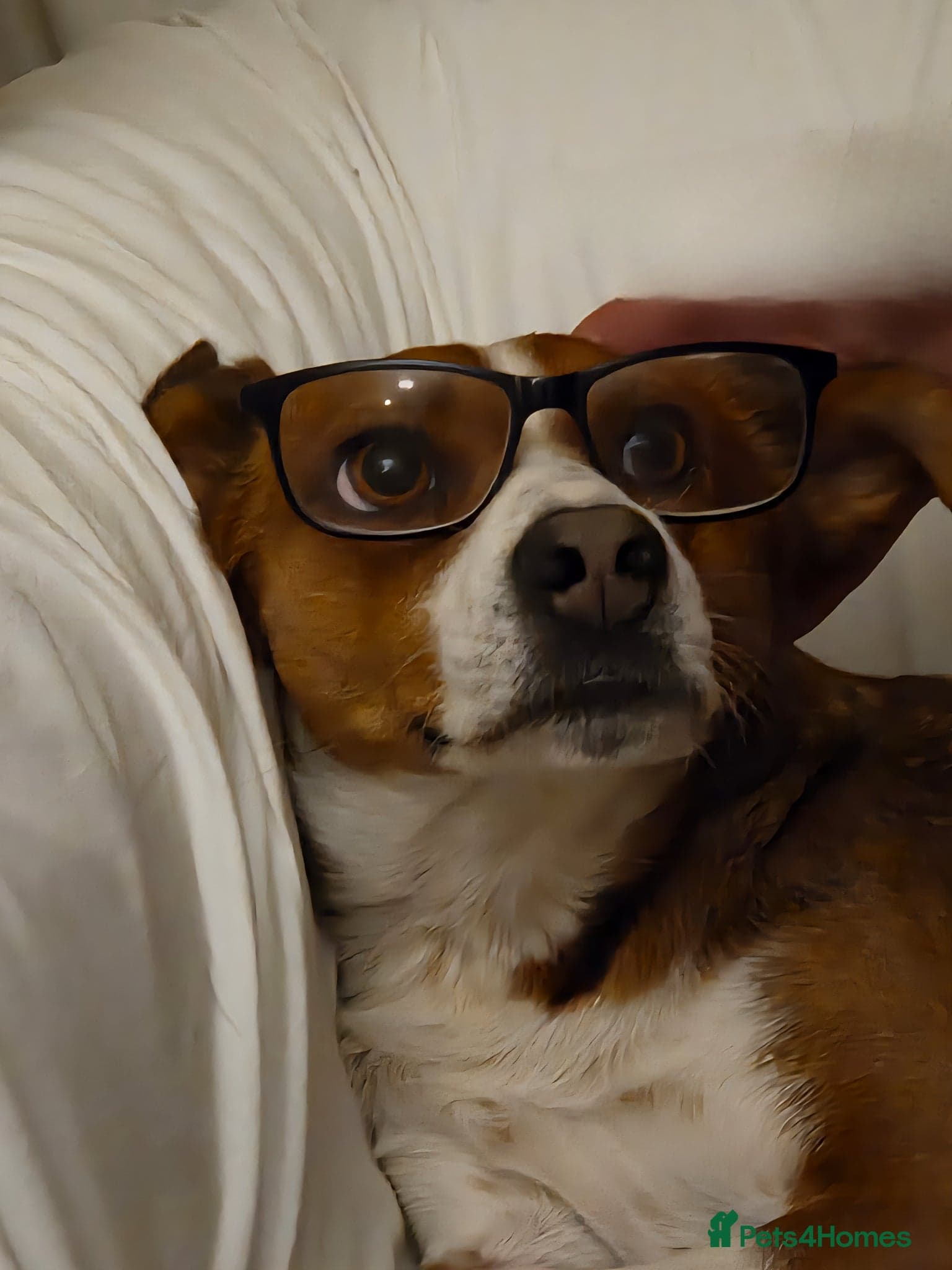 Affectionate Milli — Mixed Breed