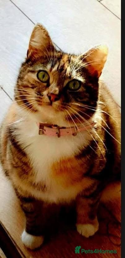 ️🐱 fluffy photo 4