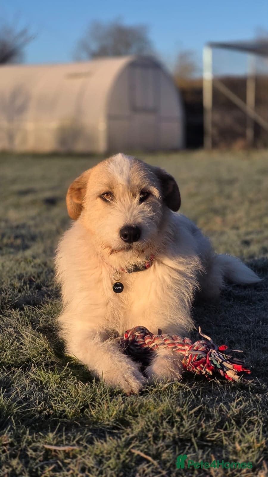 Hershey & Harley 💙 still Waiting photo 19