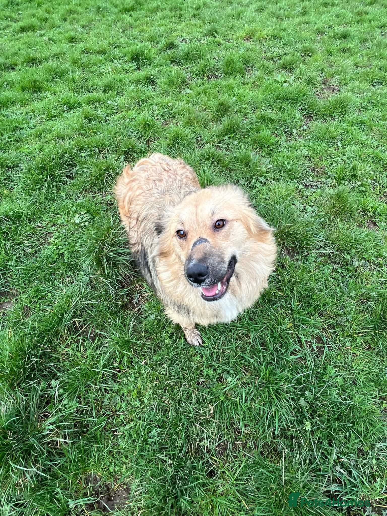 Miss misha — Mixed Breed