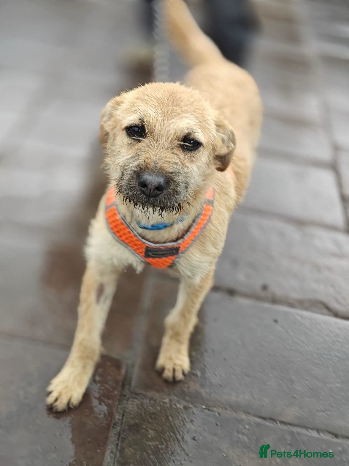 ๏ธ๐ถ bekki photo 6