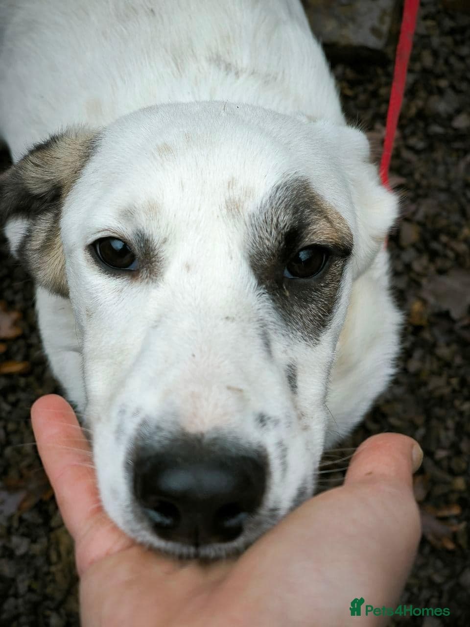 ️PLIAMKA❤️9-month-old loving and playful girl photo 20