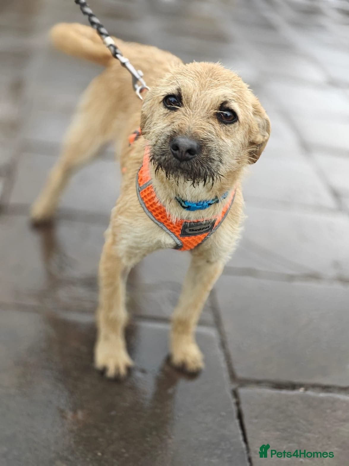 ๏ธ๐ถ bekki photo 22