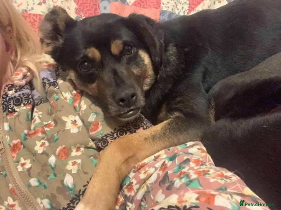 Paddy - Norwich Norfolk photo 11