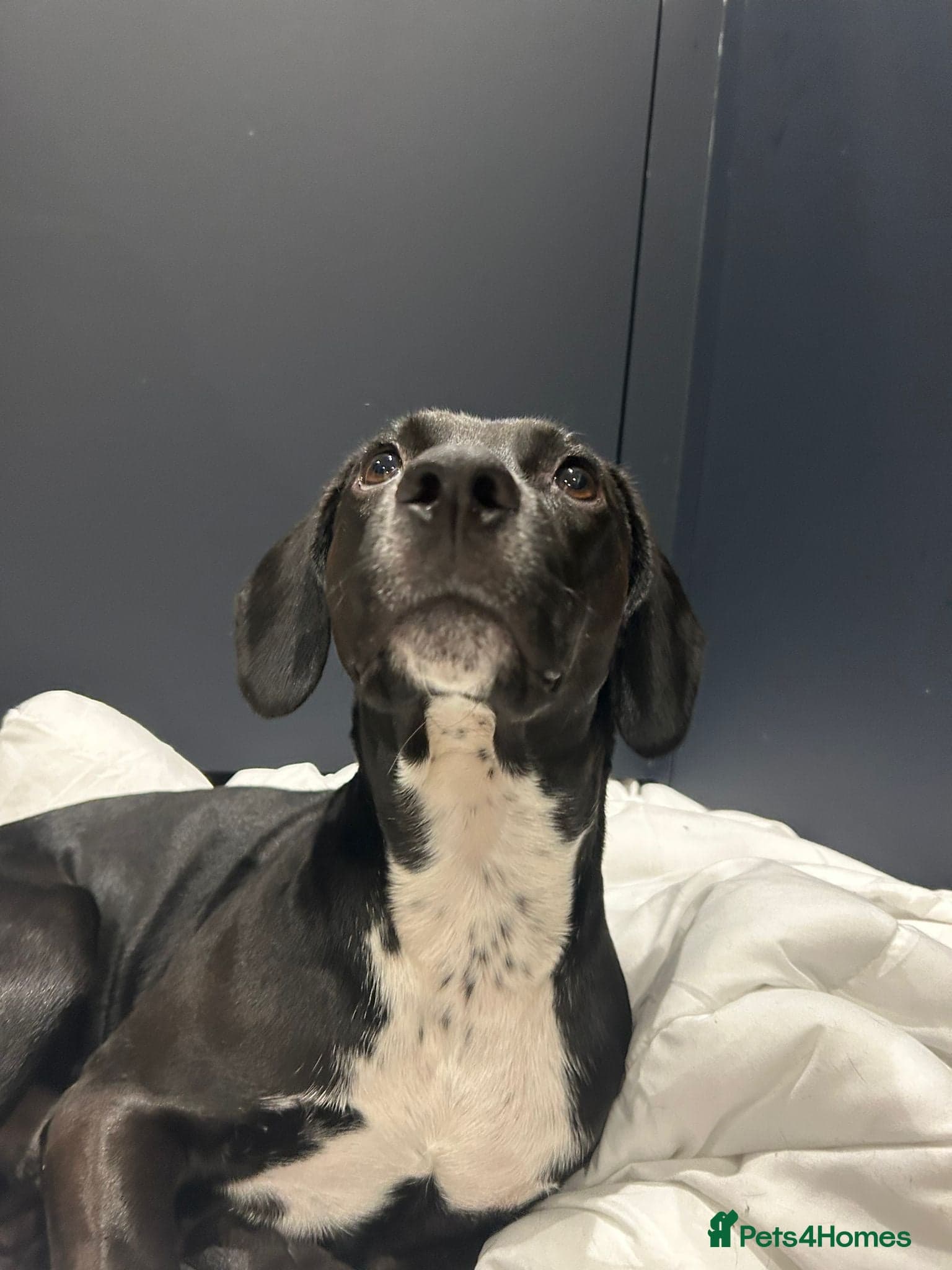 ️🐶 walter photo 18