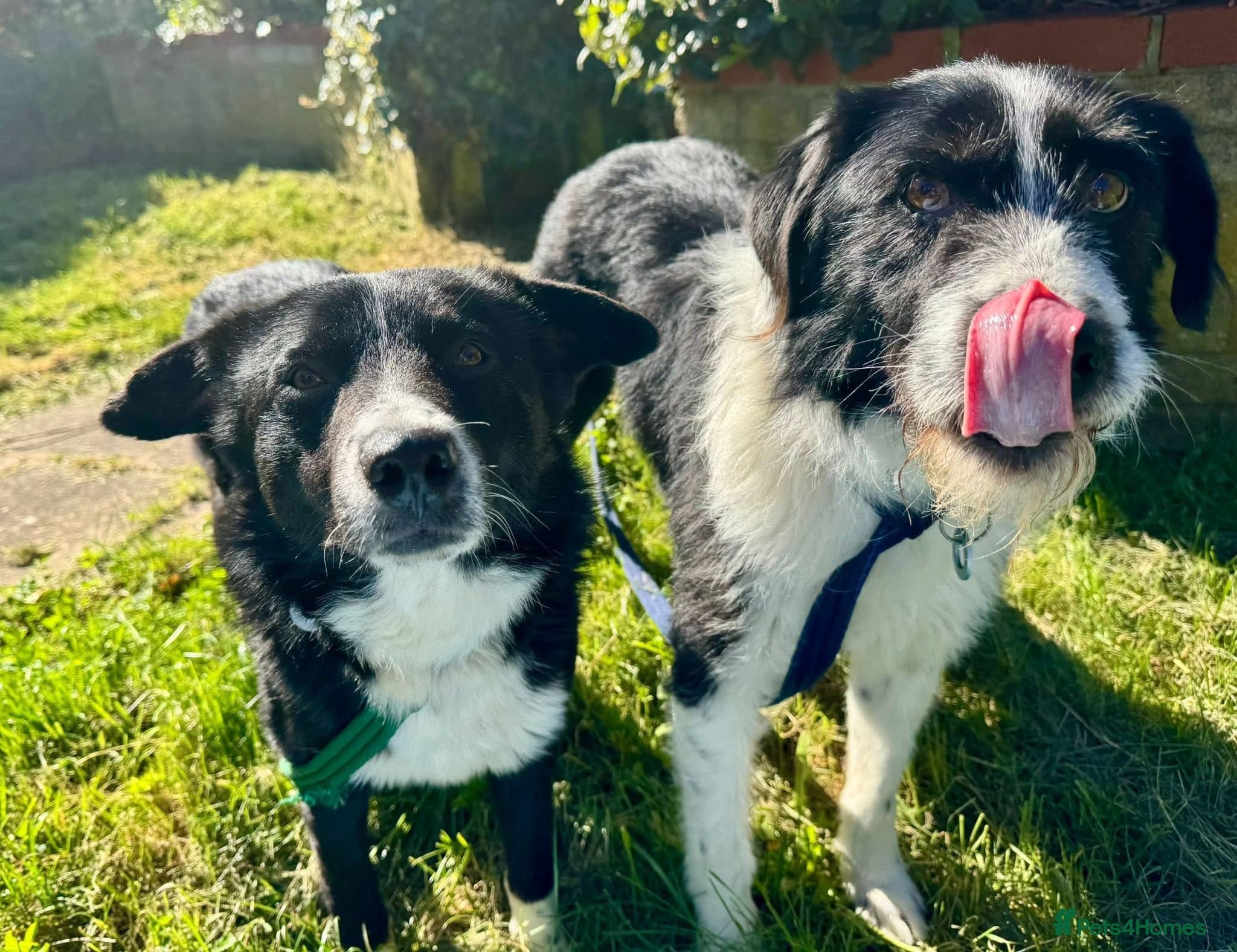 Arthur - Long stratton photo 4