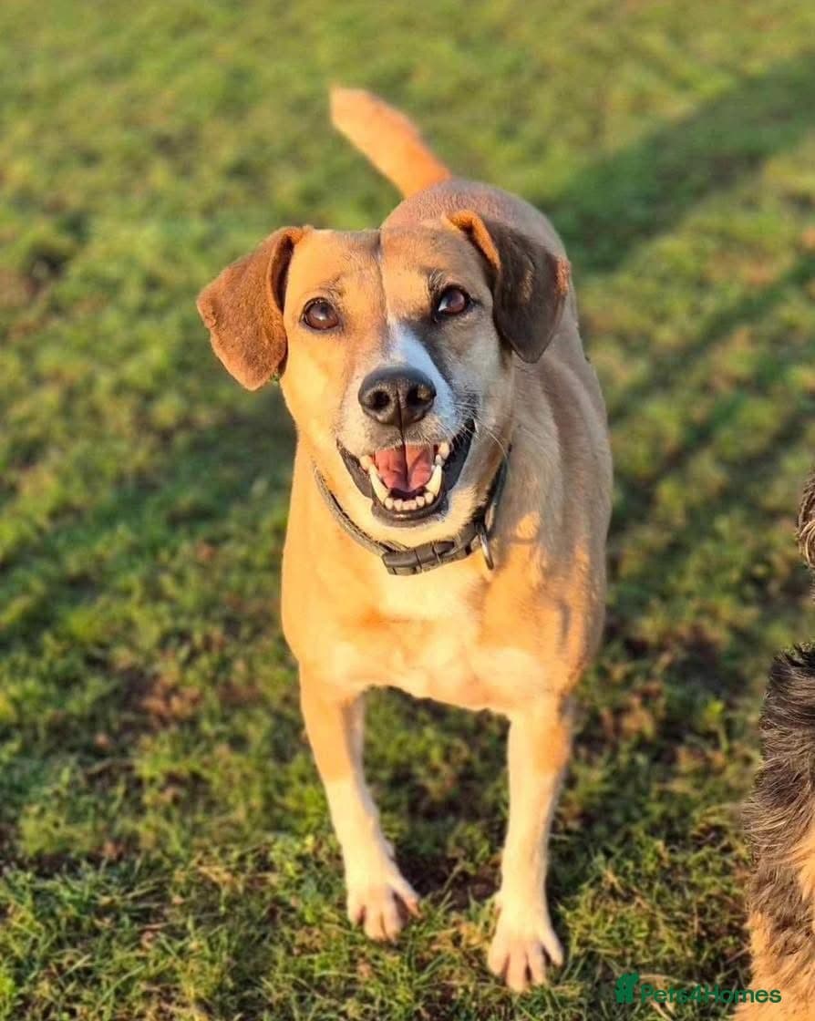 Shandy, a real sweetheart 🧡 photo 10