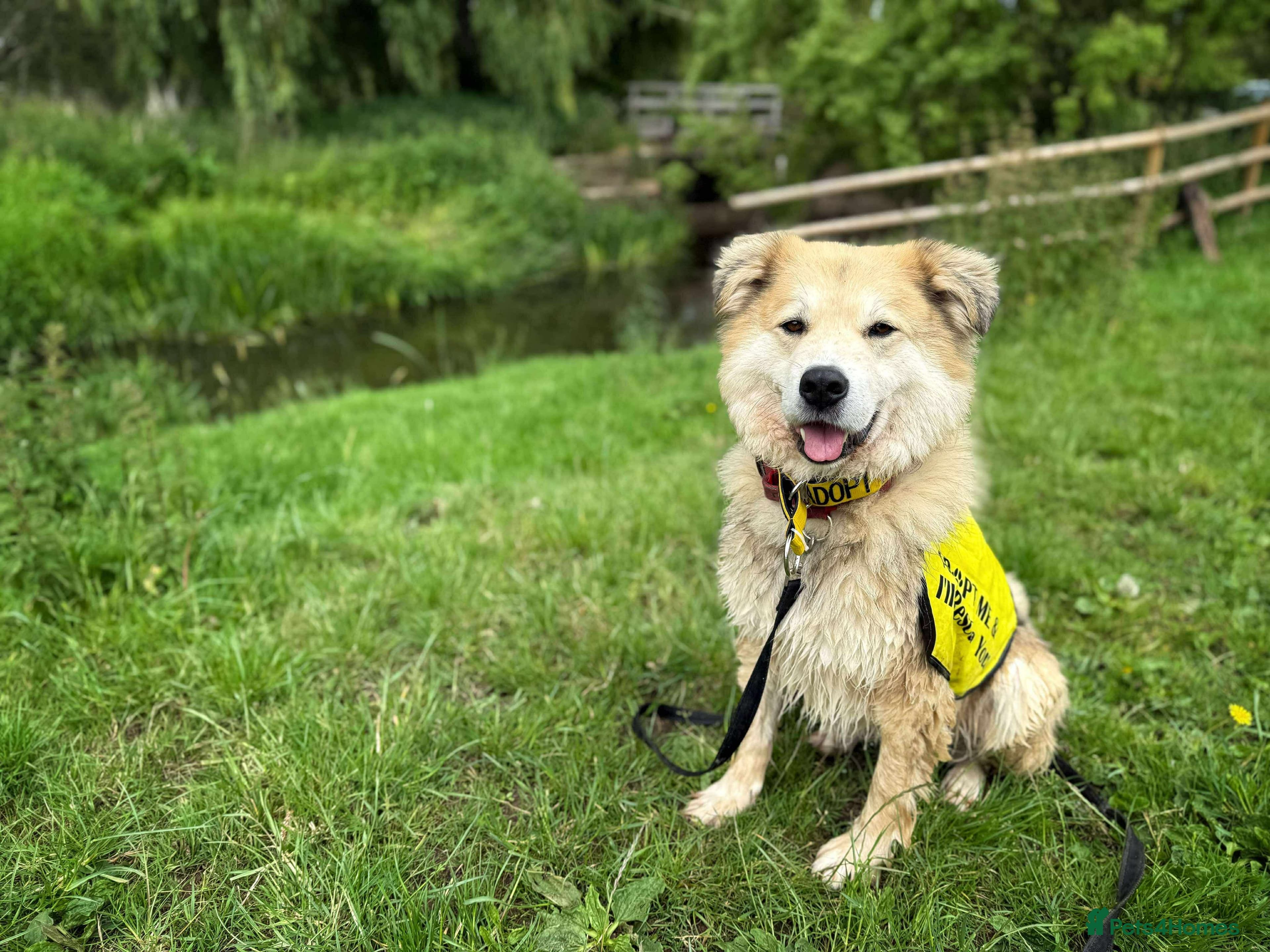 Meet Paddy, currently residing in Cheshire photo 31