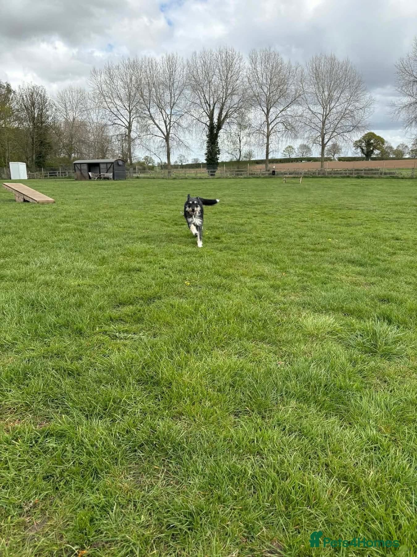 Mabel - Badersfield Norfolk photo 16