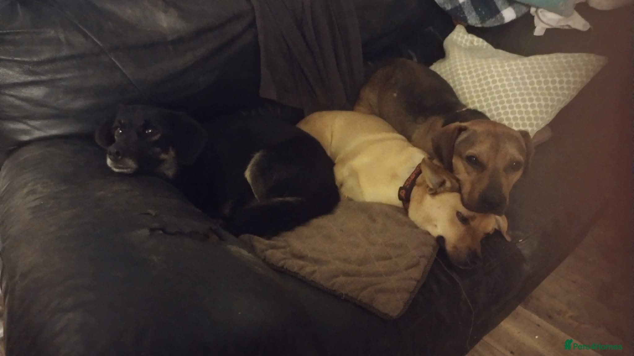 Rescue boy Noodle photo 13