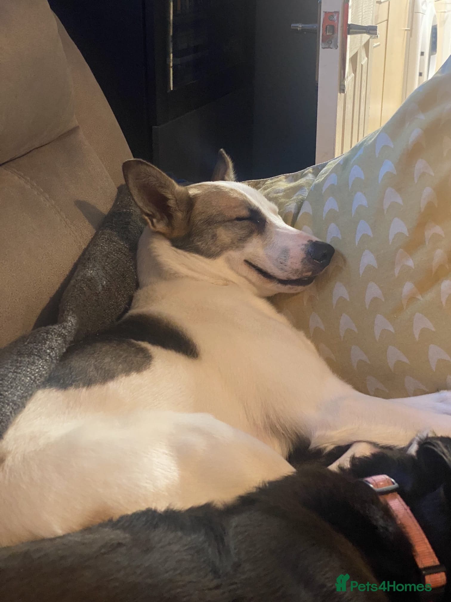 ️🐶 bela photo 2