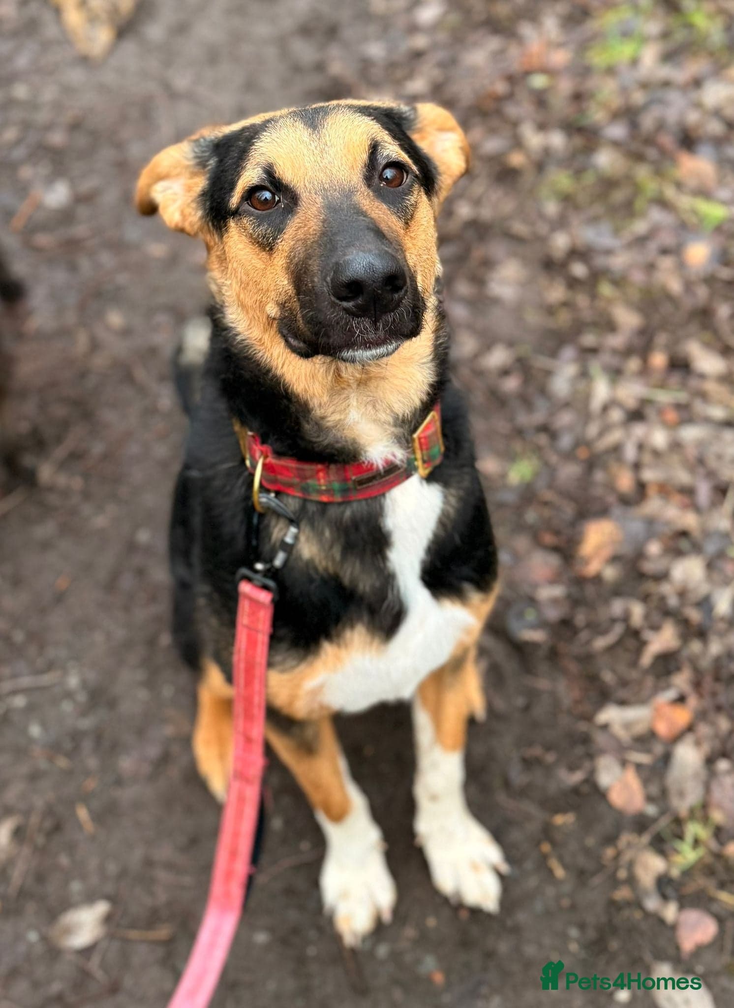 LOOK AT HIM:💙BRUNO💙Someone's best ever friend — Mixed Breed