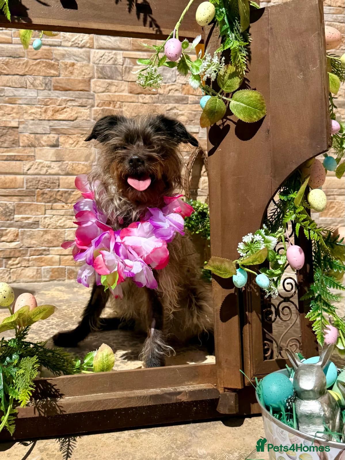 Katinka — Mixed Breed