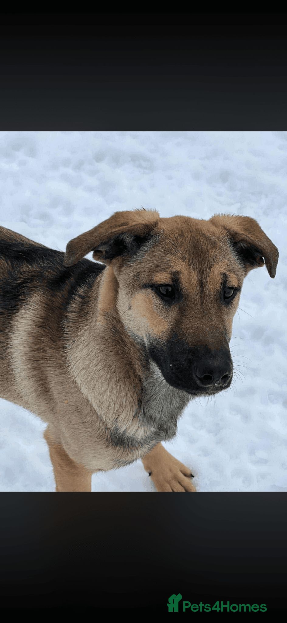 Clover - new info and photos/videos🍀 photo 11