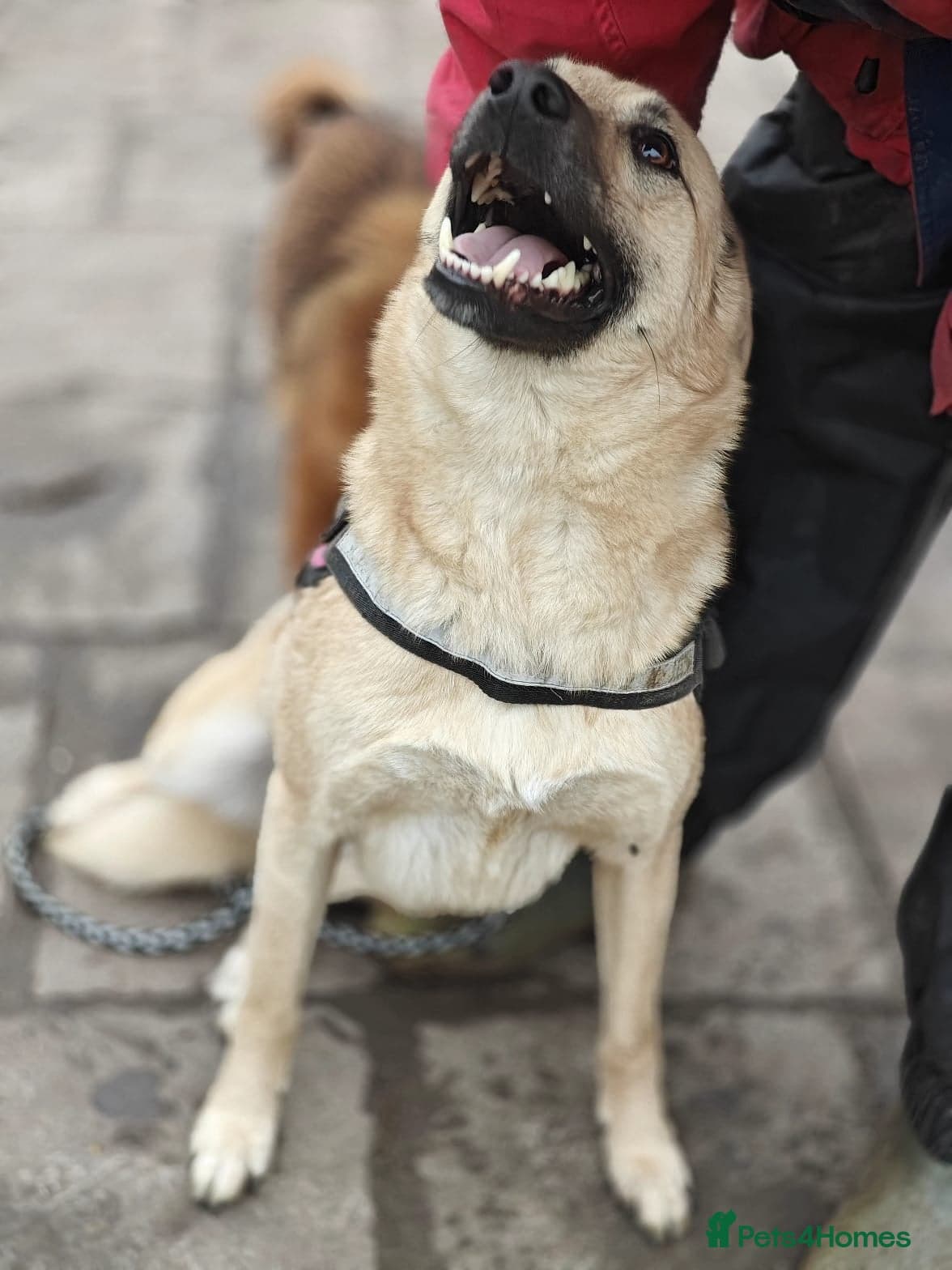 ️🐶 stacy photo 6