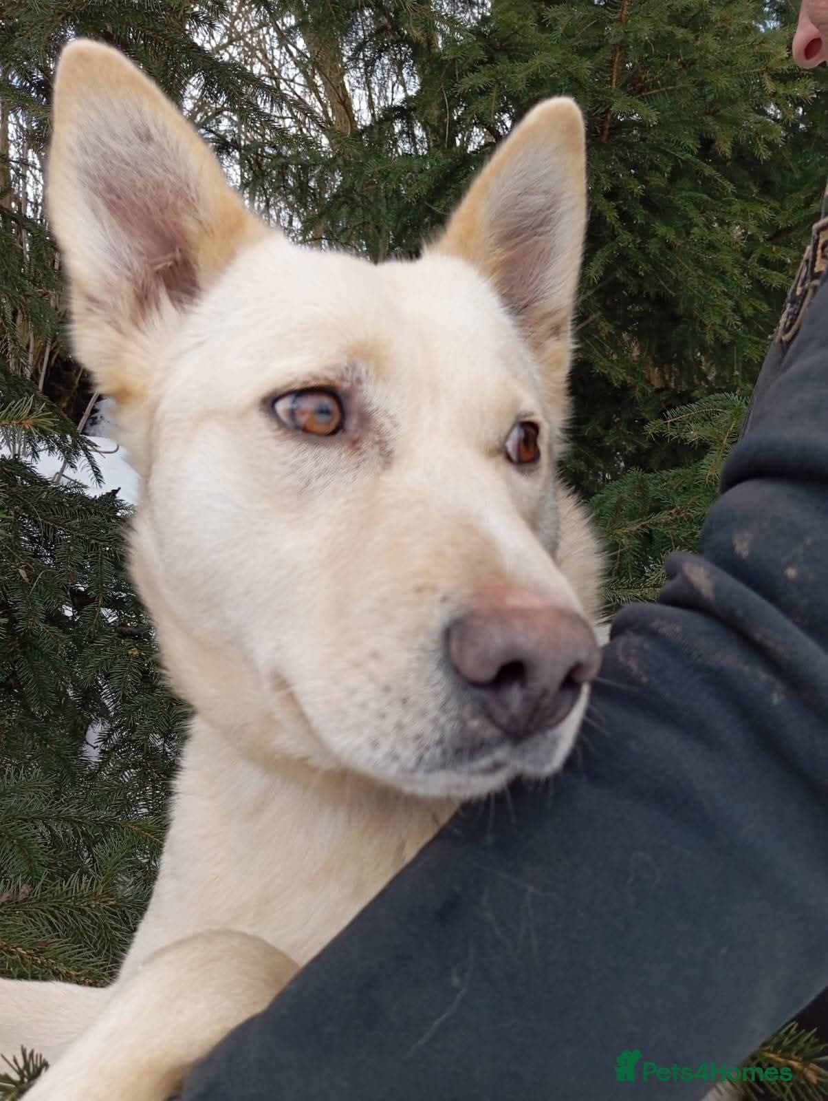 ️🐶 milady photo 9