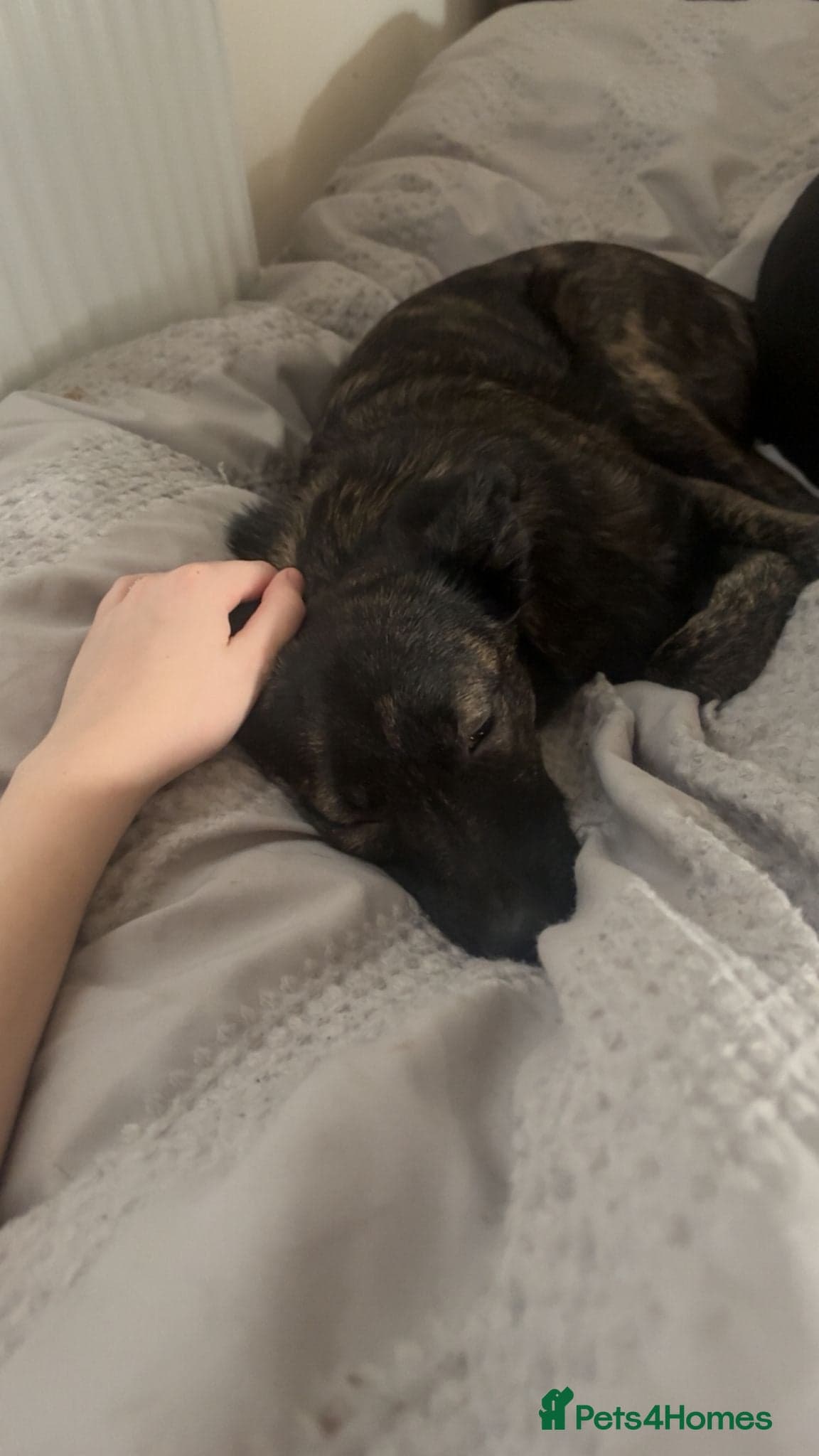 Urgent: 💙milo💙 photo 5