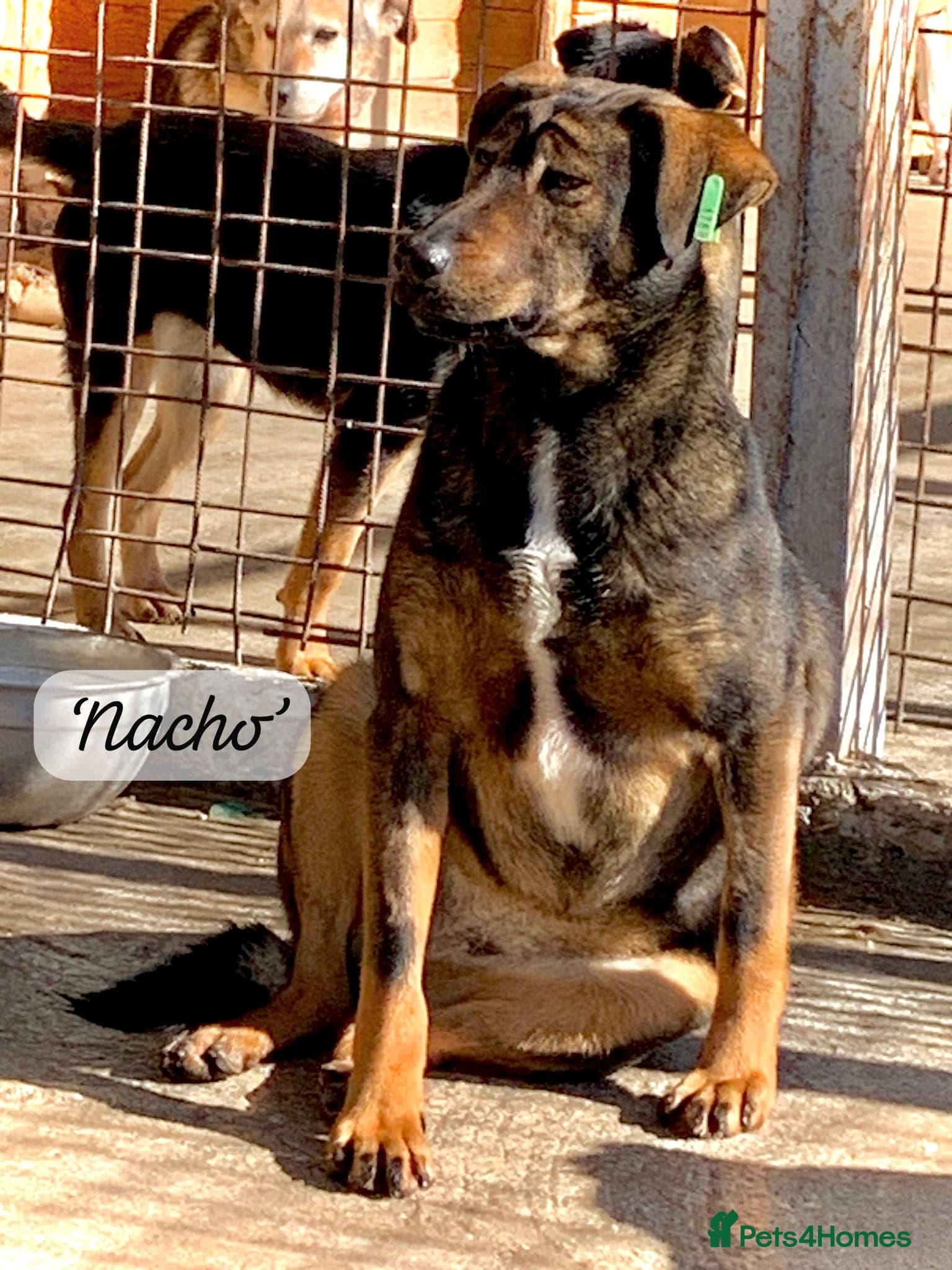 Nacho, 10-12 months old. photo 13