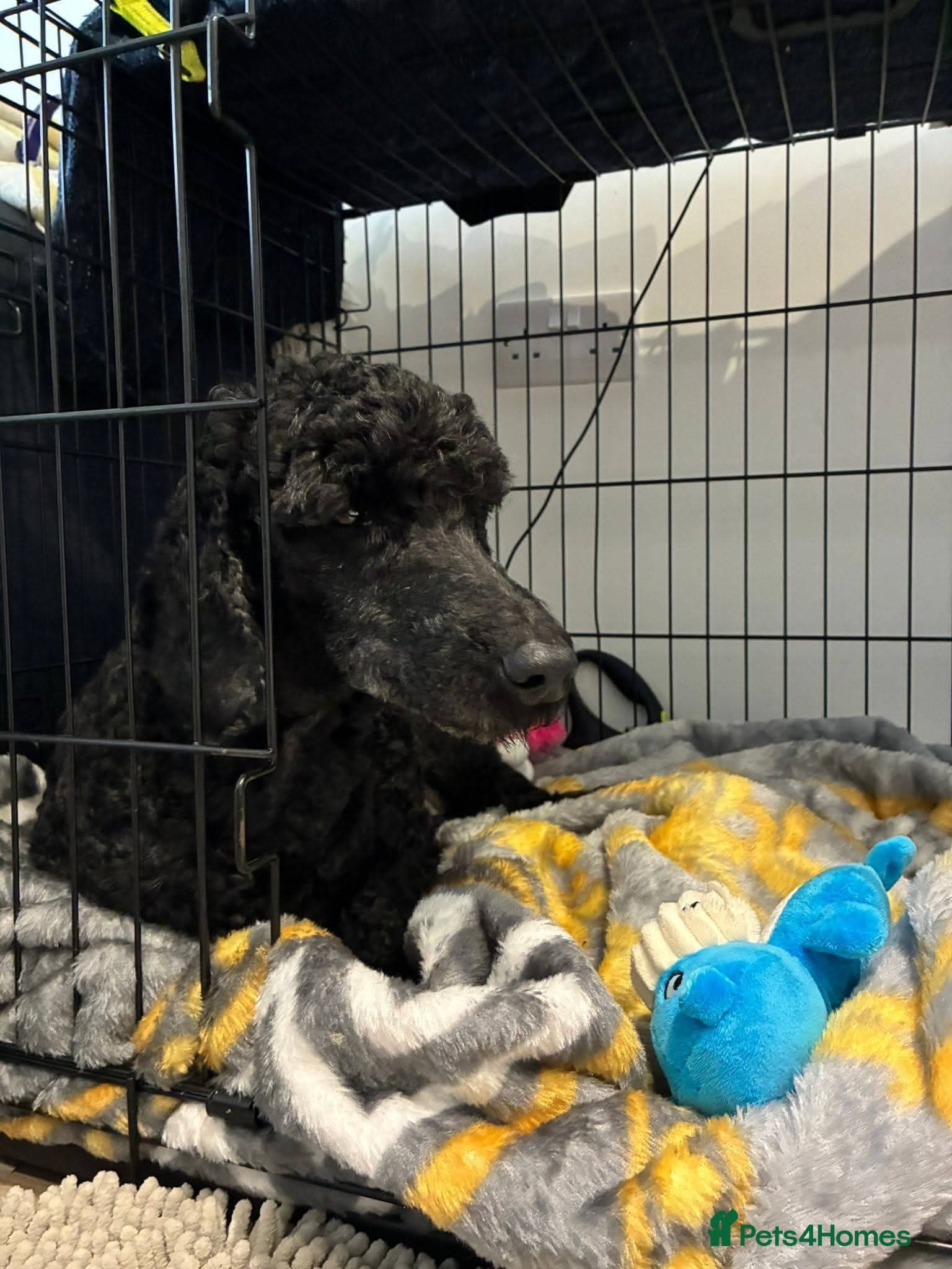 ️🐶 charlie photo 10