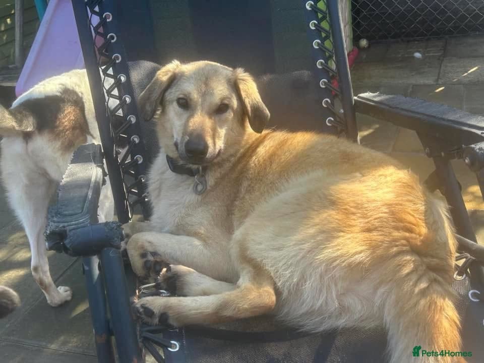 Pettern - Norwich Norfolk photo 24