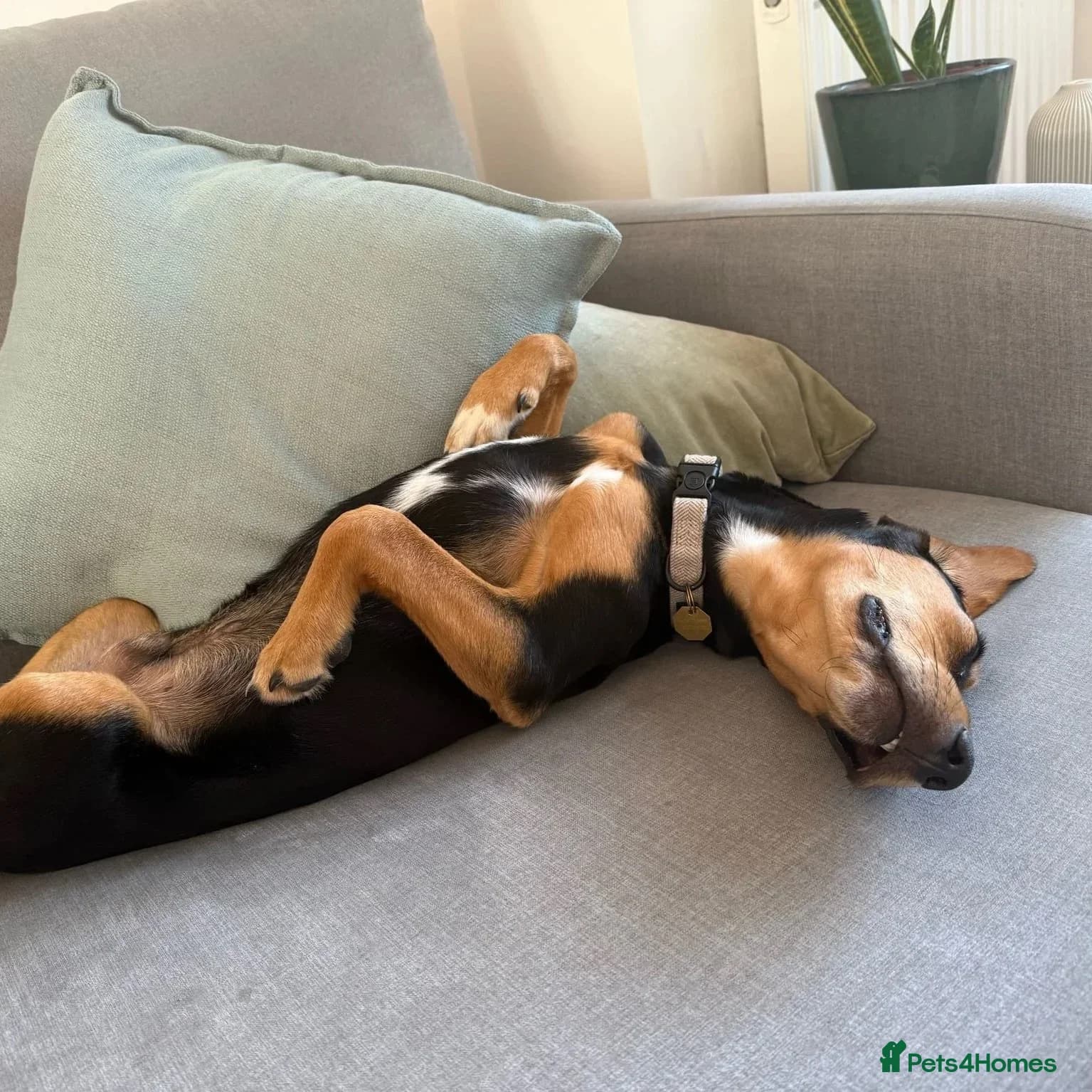 Ivan (Greek Harehound) photo 4