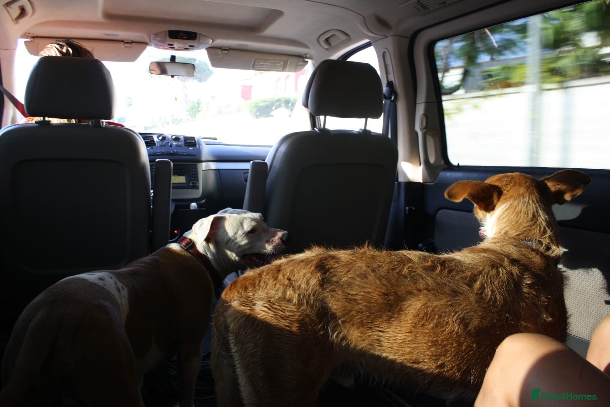 Years waiting - forgotten dogs photo 11