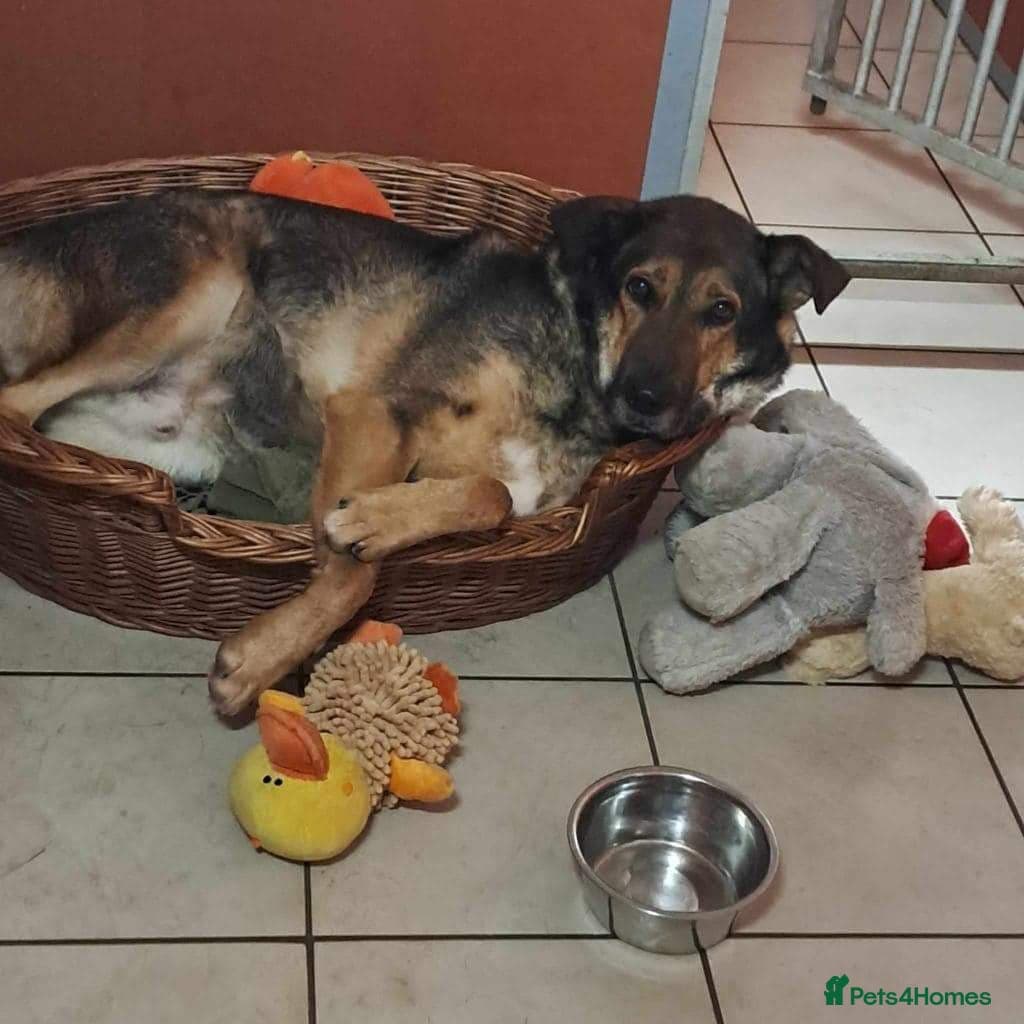 Meet Kobi, currently residing in Cheshire photo 10