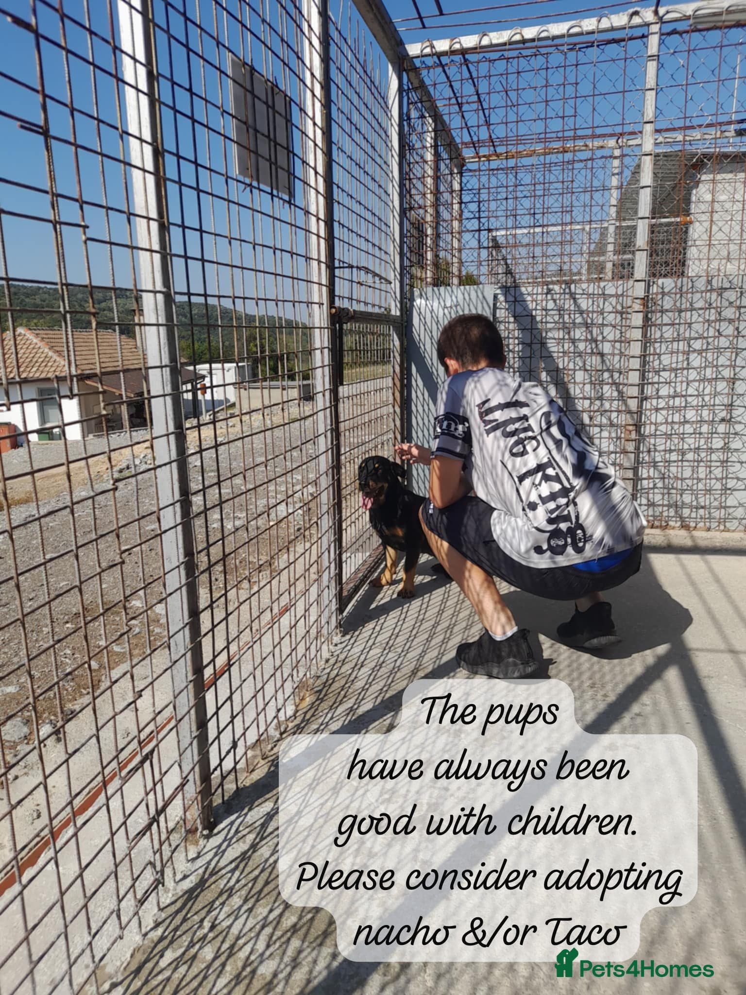 Nacho, 10-12 months old. photo 3