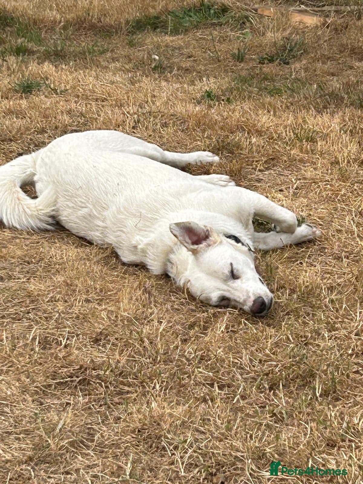 Chance — Mixed Breed