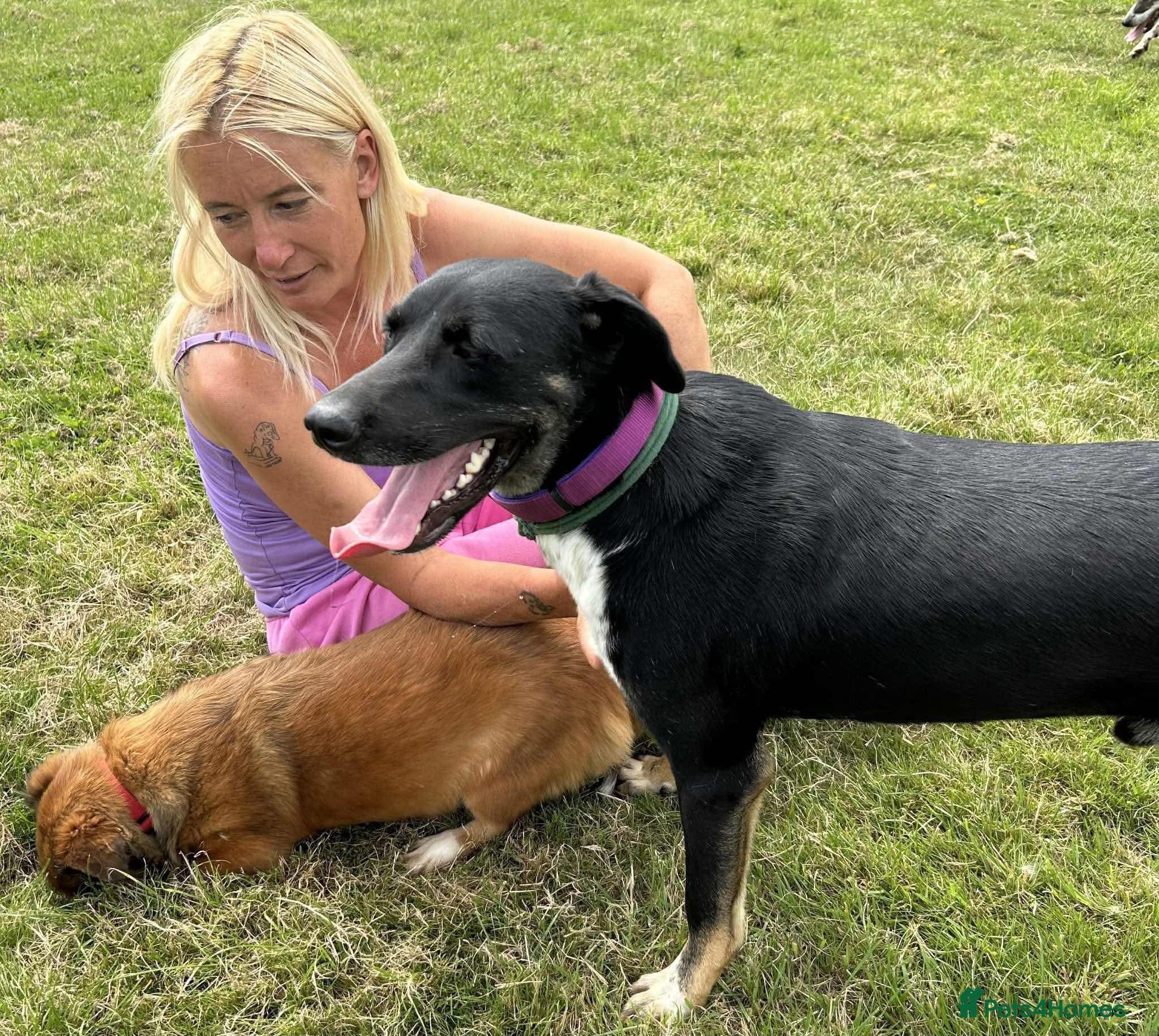 Whiskey. Norwich Norfolk photo 8