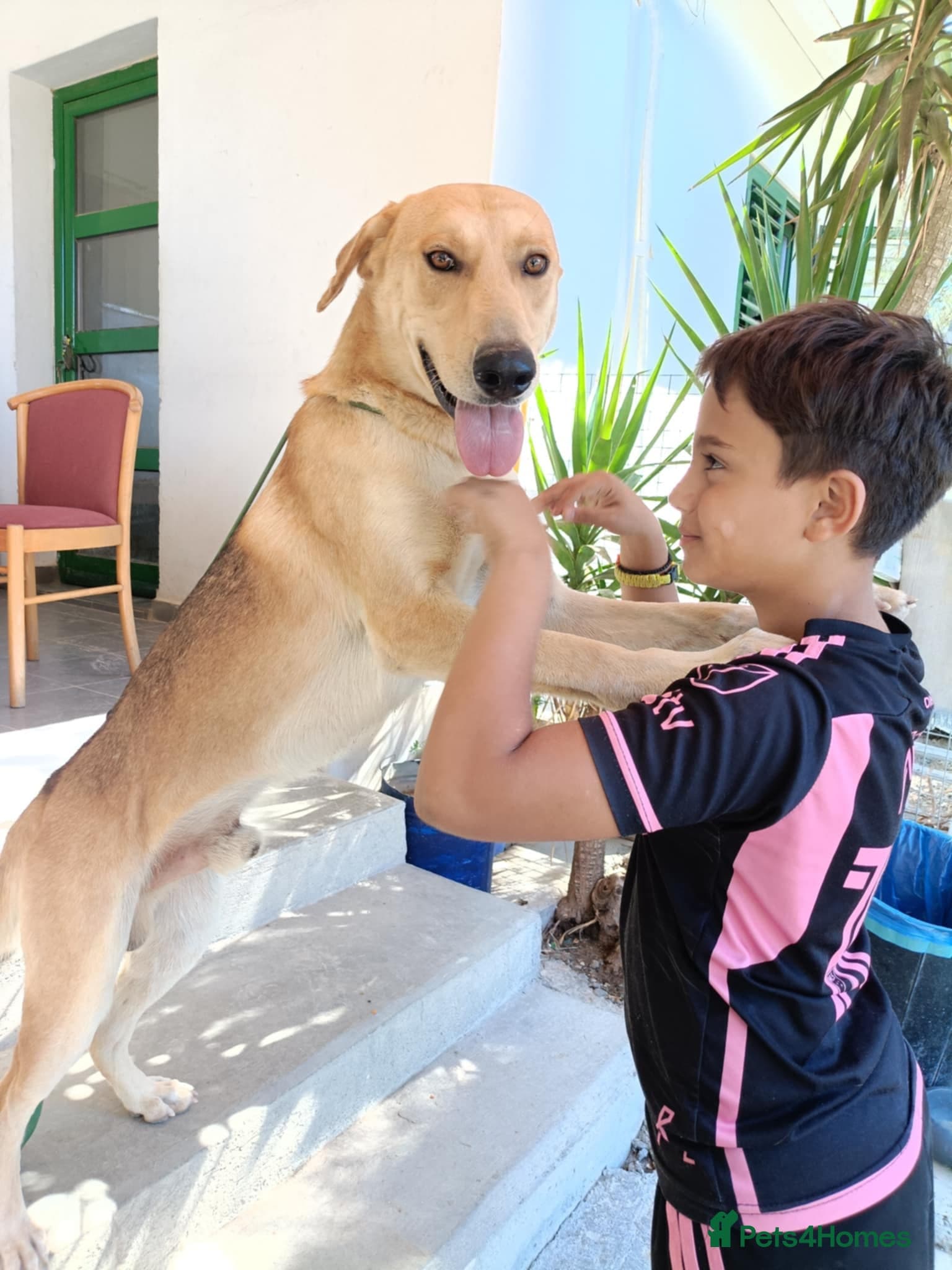 Simon — Mixed Breed