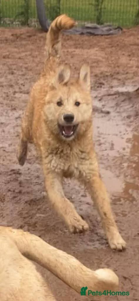 Meet Toby, currently residing in Essex photo 13