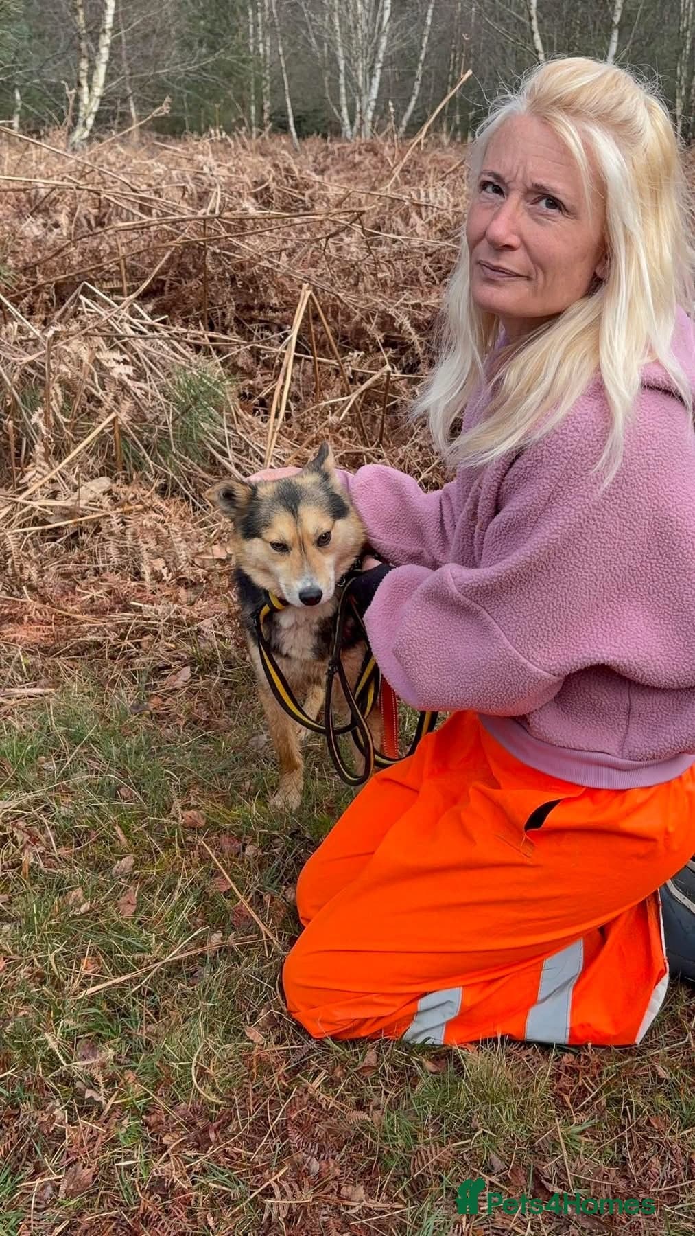 Bowie - Norwich Norfolk photo 15